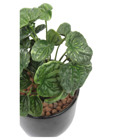 Peperomia artificiel