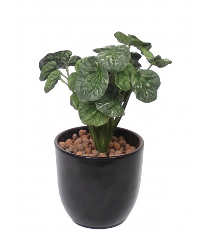 Peperomia artificiel