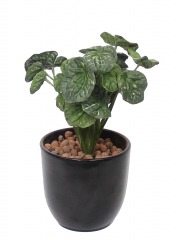 Peperomia artificiel