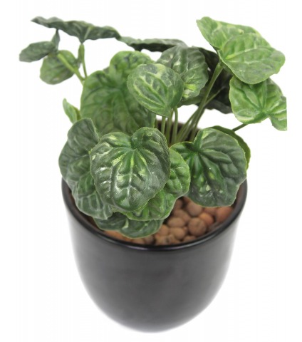 Peperomia artificiel