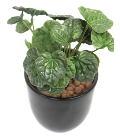 Peperomia artificiel