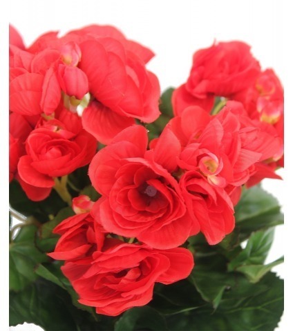Bégonia artificiel rouge mini