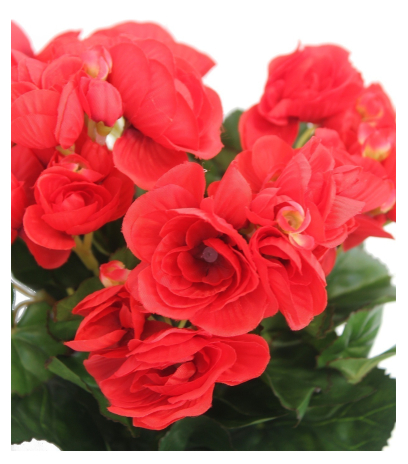 Bégonia artificiel rouge mini
