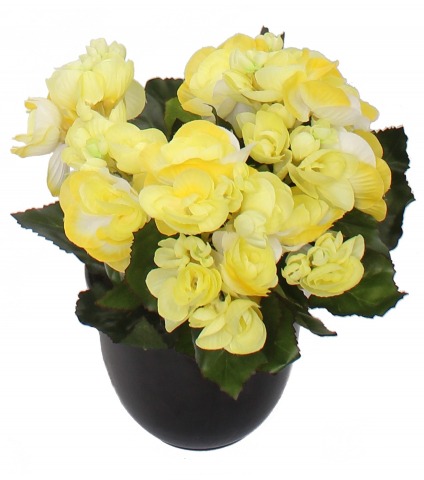 Bégonia artificiel blanc jaune mini