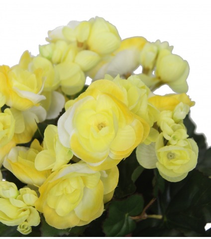 Bégonia artificiel blanc jaune mini