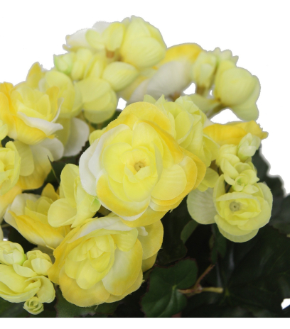 Bégonia artificiel blanc jaune mini