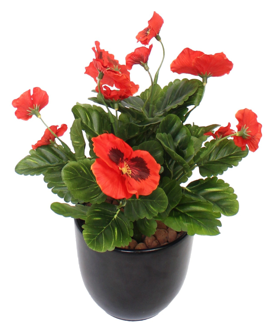 Ensemble De 4 Cyclamen Vrais En Pot 14 Cm - Plantes Fleuries Pour Intérieur/Extérieur - Kentis - 10
