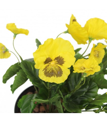 Pensée artificielle jaune