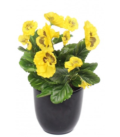 Pensée artificielle jaune