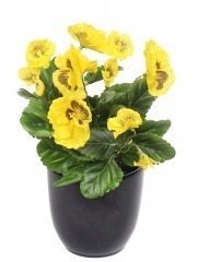 Pensée artificielle jaune