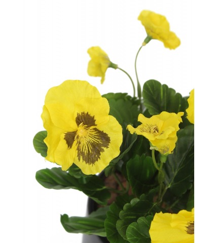 Pensée artificielle jaune