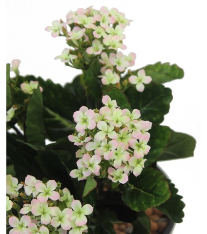 Kalanchoe artificiel rose clair