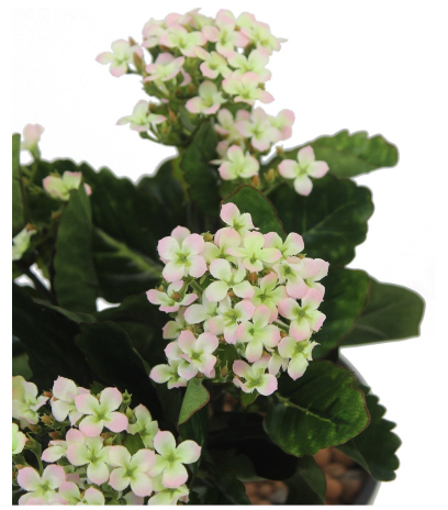 Kalanchoe artificiel rose clair