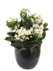 Kalanchoe artificiel rose clair