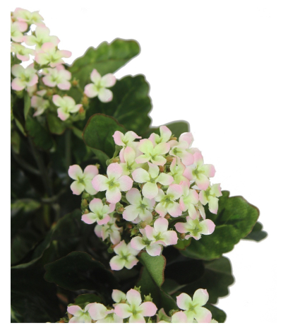 Kalanchoe artificiel rose clair
