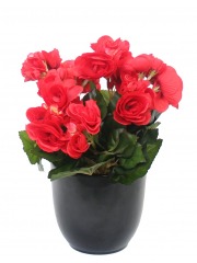 Bégonia artificiel rouge mini