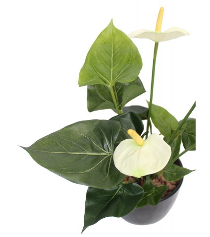 Anthurium artificiel blanc