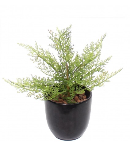 Mini asparagus artificiel