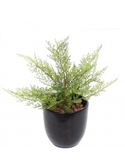 Mini asparagus artificiel