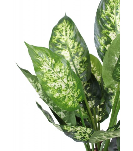 Dieffenbachia compacta artificiel