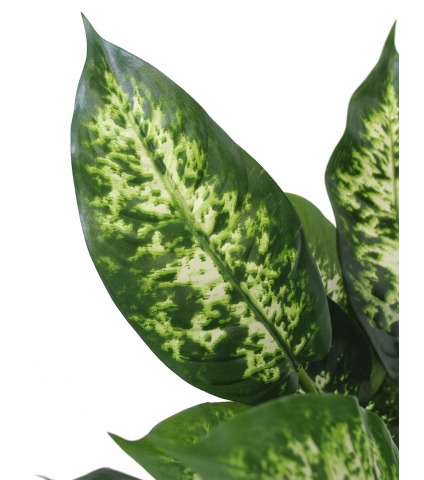 Dieffenbachia compacta artificiel