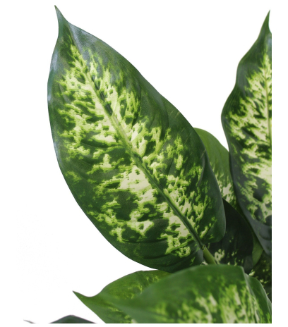Dieffenbachia compacta artificiel