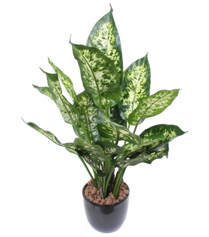 Dieffenbachia compacta artificiel