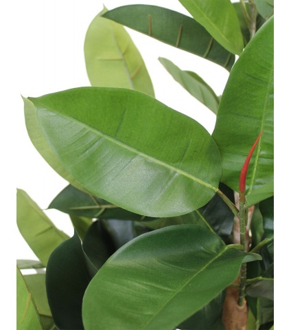 Ficus elastica artificiel