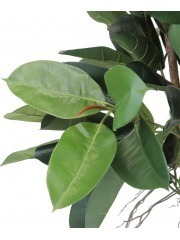Ficus elastica artificiel