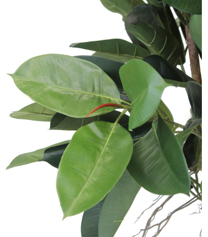 Ficus elastica artificiel