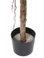 Ficus elastica artificiel
