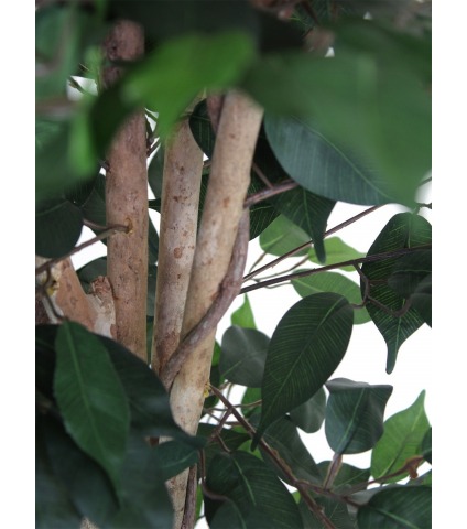 Ficus artificiel multitronc