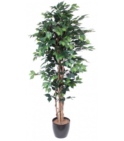 Ficus artificiel multitronc