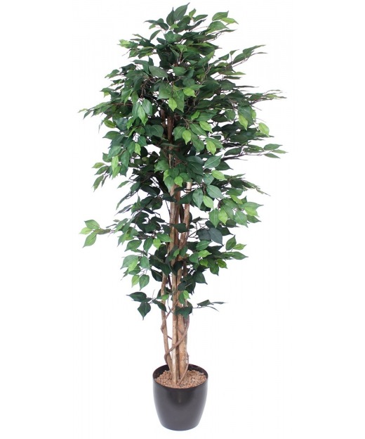 Ficus artificiel multitronc