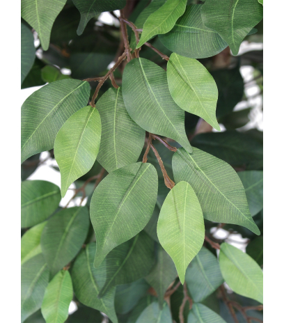 Ficus artificiel multitronc