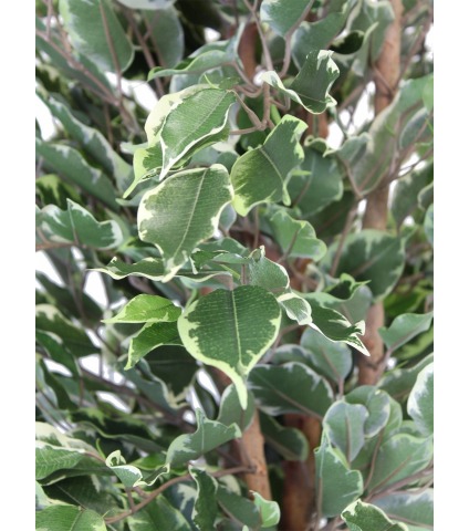 Ficus pleureur artificiel