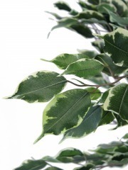 Ficus pleureur artificiel