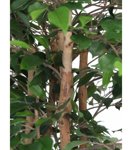 Faux ficus tête feuillue