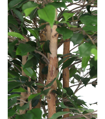 Faux ficus tête feuillue