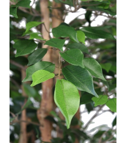Faux ficus tête feuillue