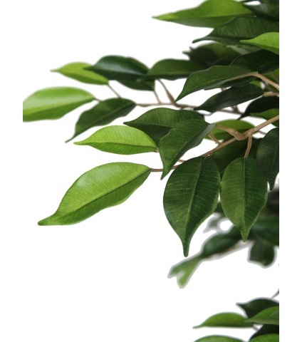 Faux ficus tête feuillue