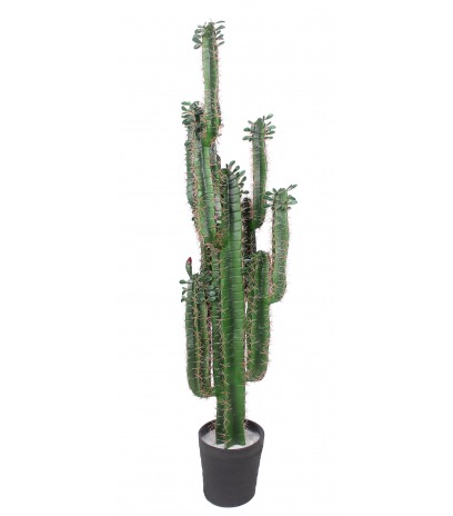 Cactus finger artificiel