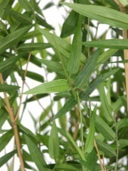 Bambou artificiel buisson