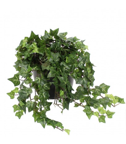 Lierre artificiel d'Irlande