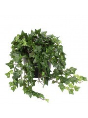 Lierre artificiel d'Irlande