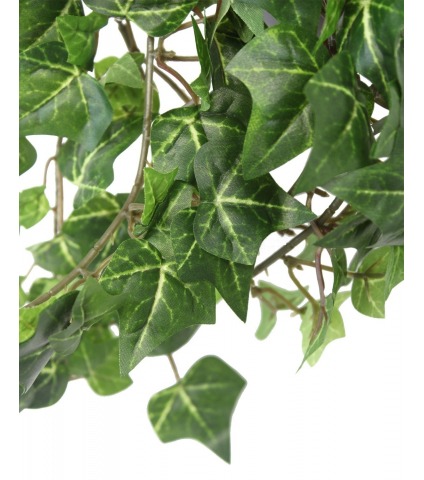 Lierre artificiel d'Irlande