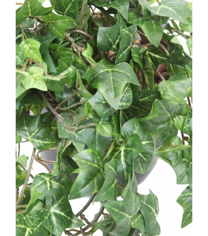 Lierre artificiel d'Irlande