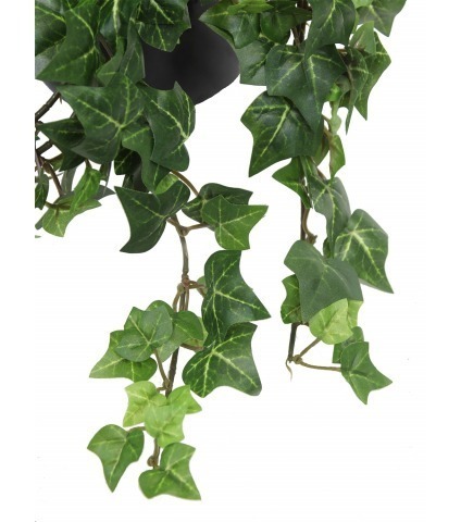 Lierre artificiel d'Irlande