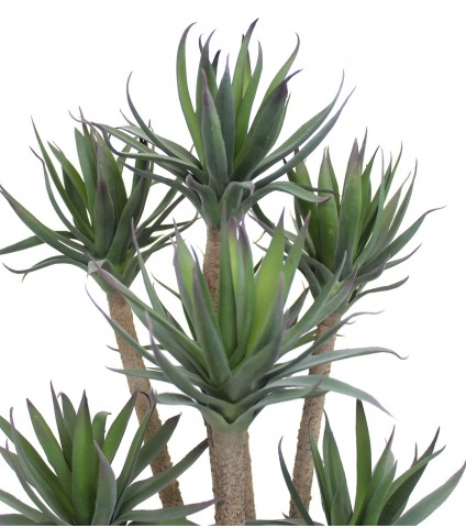 Agave artificiel à sept têtes