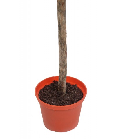 Arbrisseau artificiel